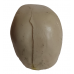 Crânio em Resina 570 g
