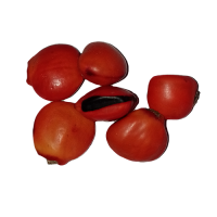 Fava Olho de Cabra
