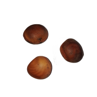 Fava Olho de Boi